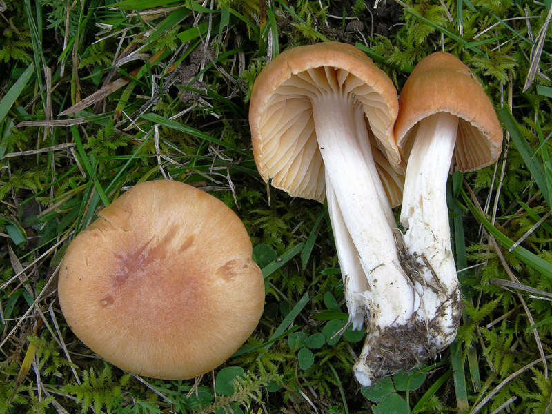 Hygrocybe pratensis var. pratensis